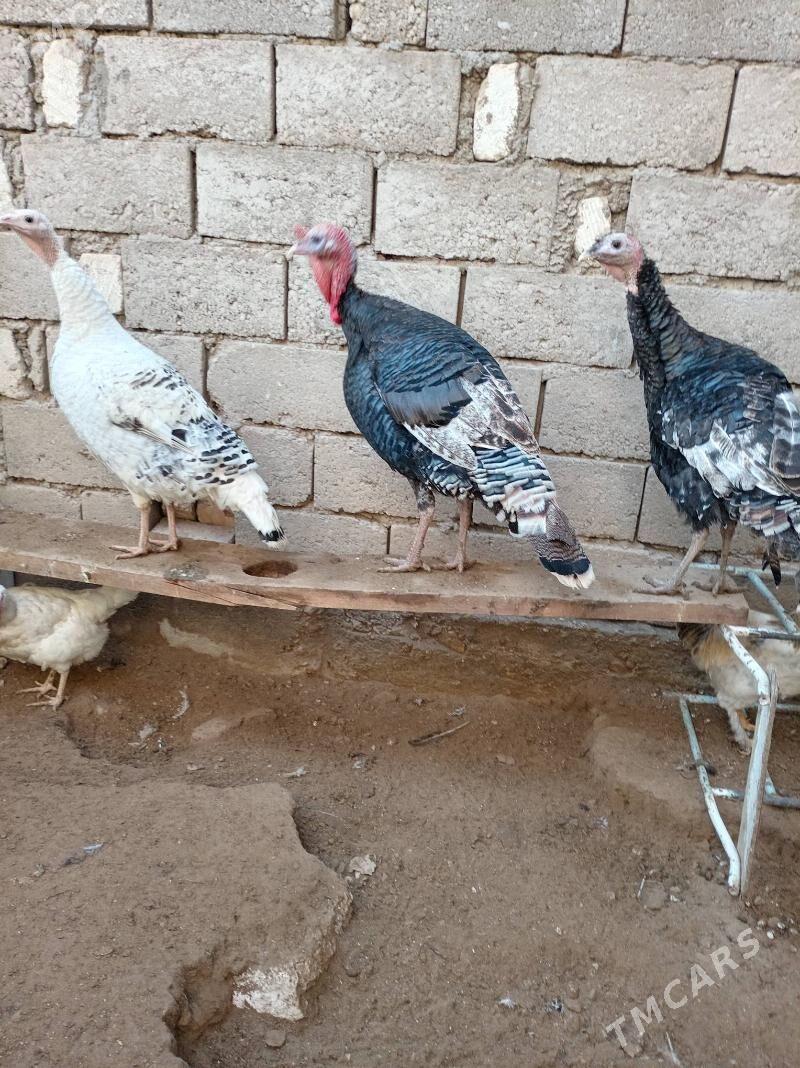 Induk - Джебел - img 1