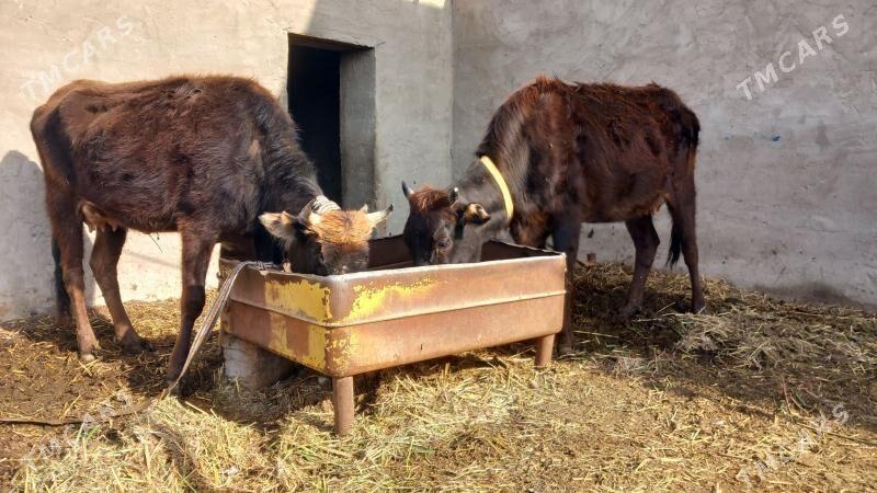 goleli sygyr - Векильбазар - img 1