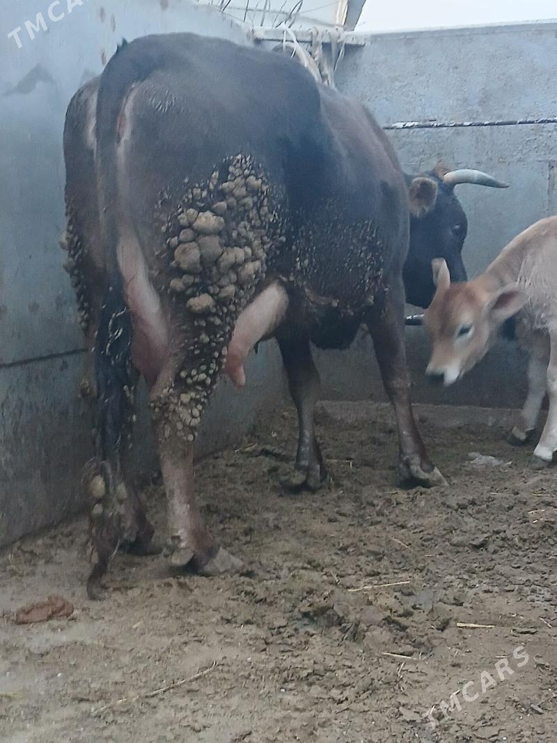 goleli sygyr - Aşgabat - img 1