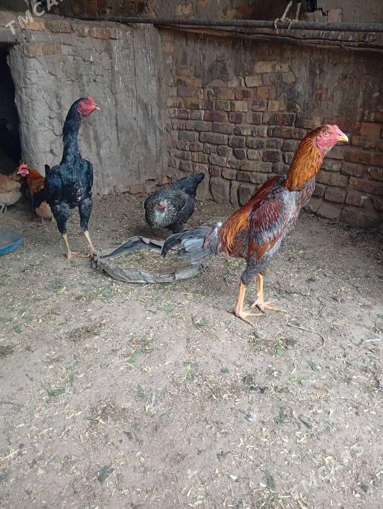 Şamo jüýjeleri - Sakarçäge - img 1