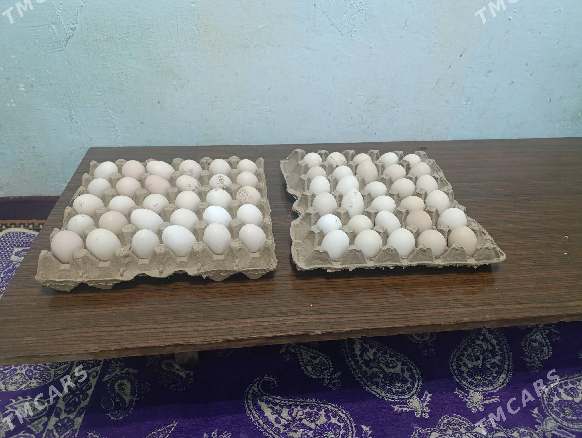 yumurtga Tashkent boytsowy - Mary - img 1