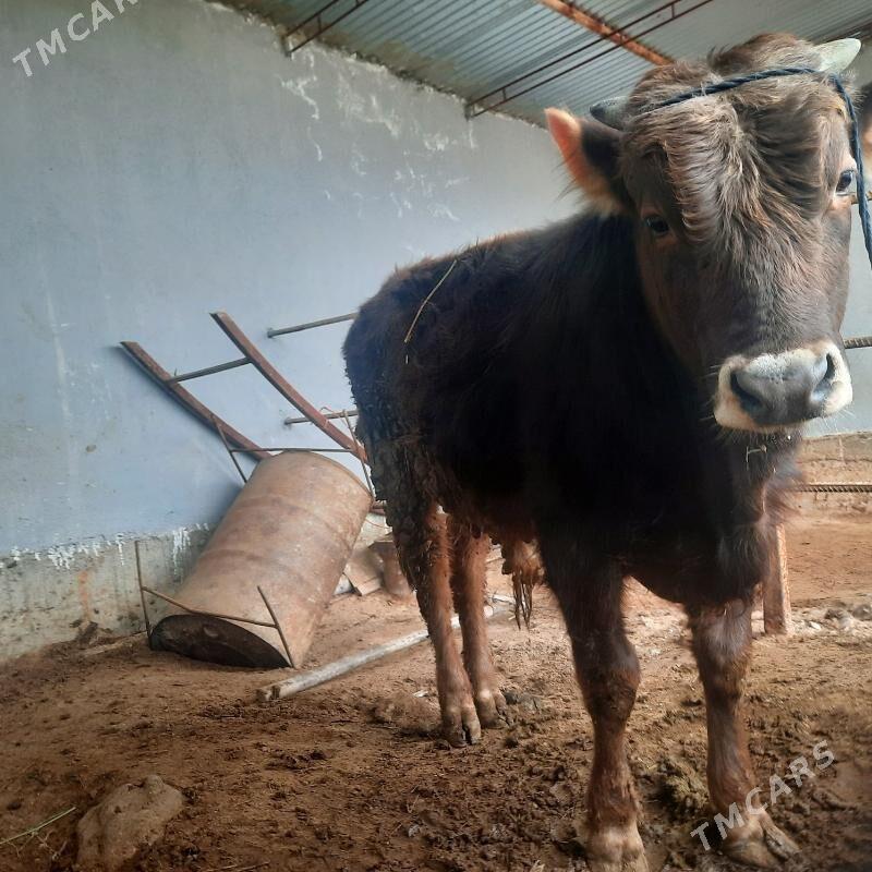 okuz - Гёкдепе - img 1