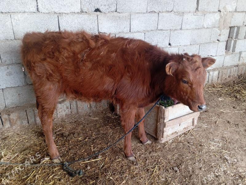 gulajyn. - Mary - img 1