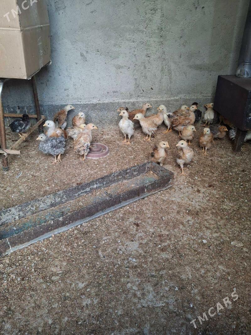 juje - Гёкдепе - img 1