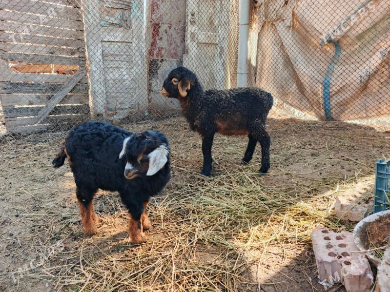 Owlak - Büzmeýin - img 1