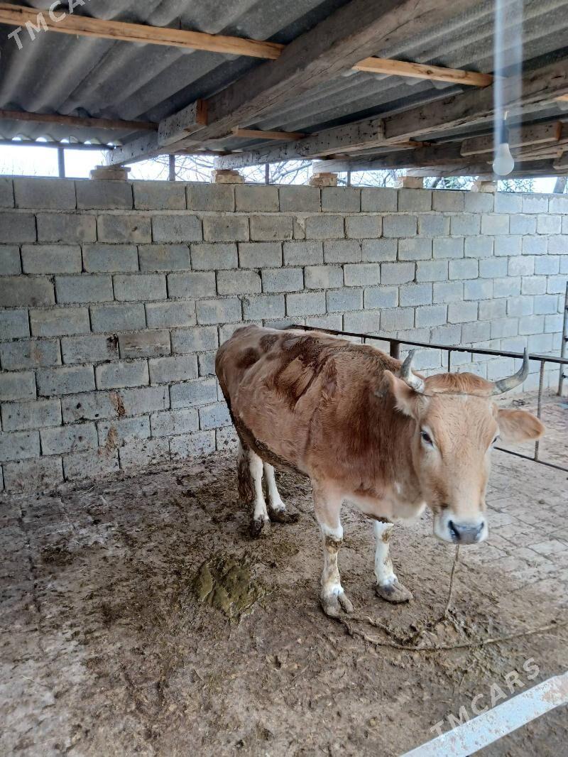 Sygyr - Гёкдже - img 1