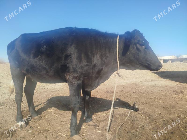 pyosdura gunajyn - Гарабекевюл - img 1