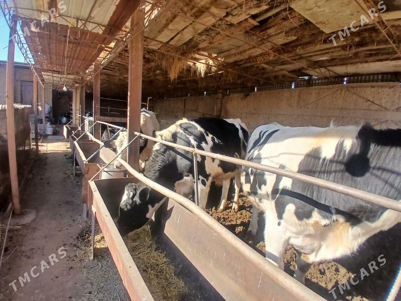 okuz howur un - Чарджоу - img 1