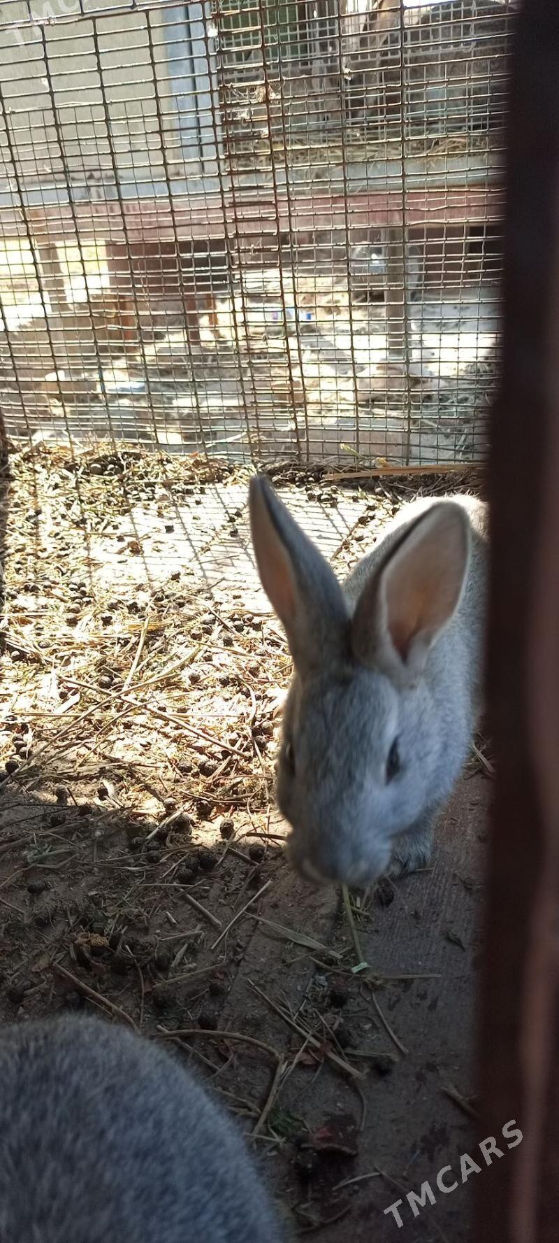 товшан - Туркменабат - img 1