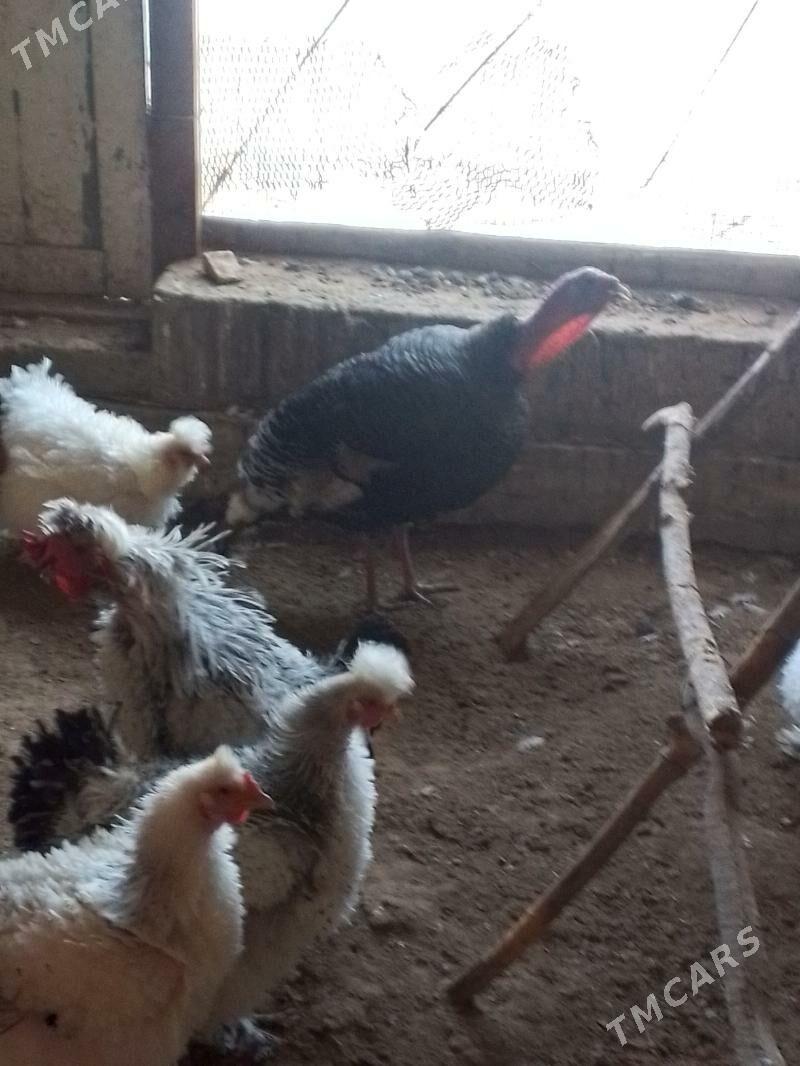 induk - Türkmengala - img 1