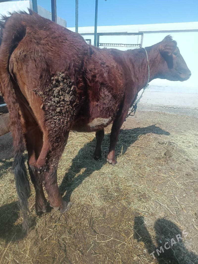 bogas sygyr - Туркменабат - img 1