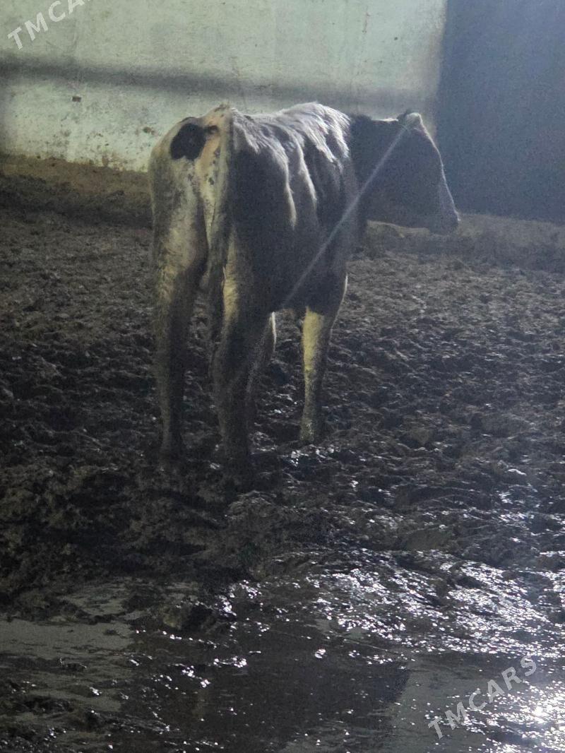 ÖKÜZ - Ak bugdaý etraby - img 1