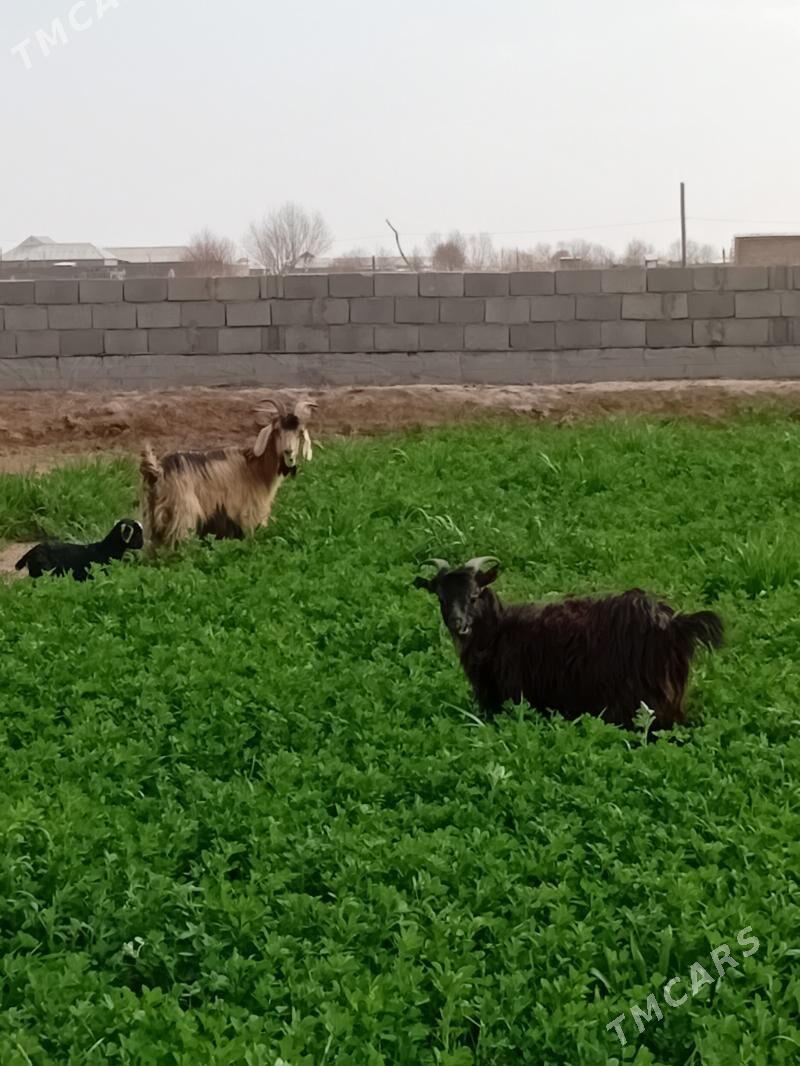 owlakly geci we cewis - Теджен - img 1