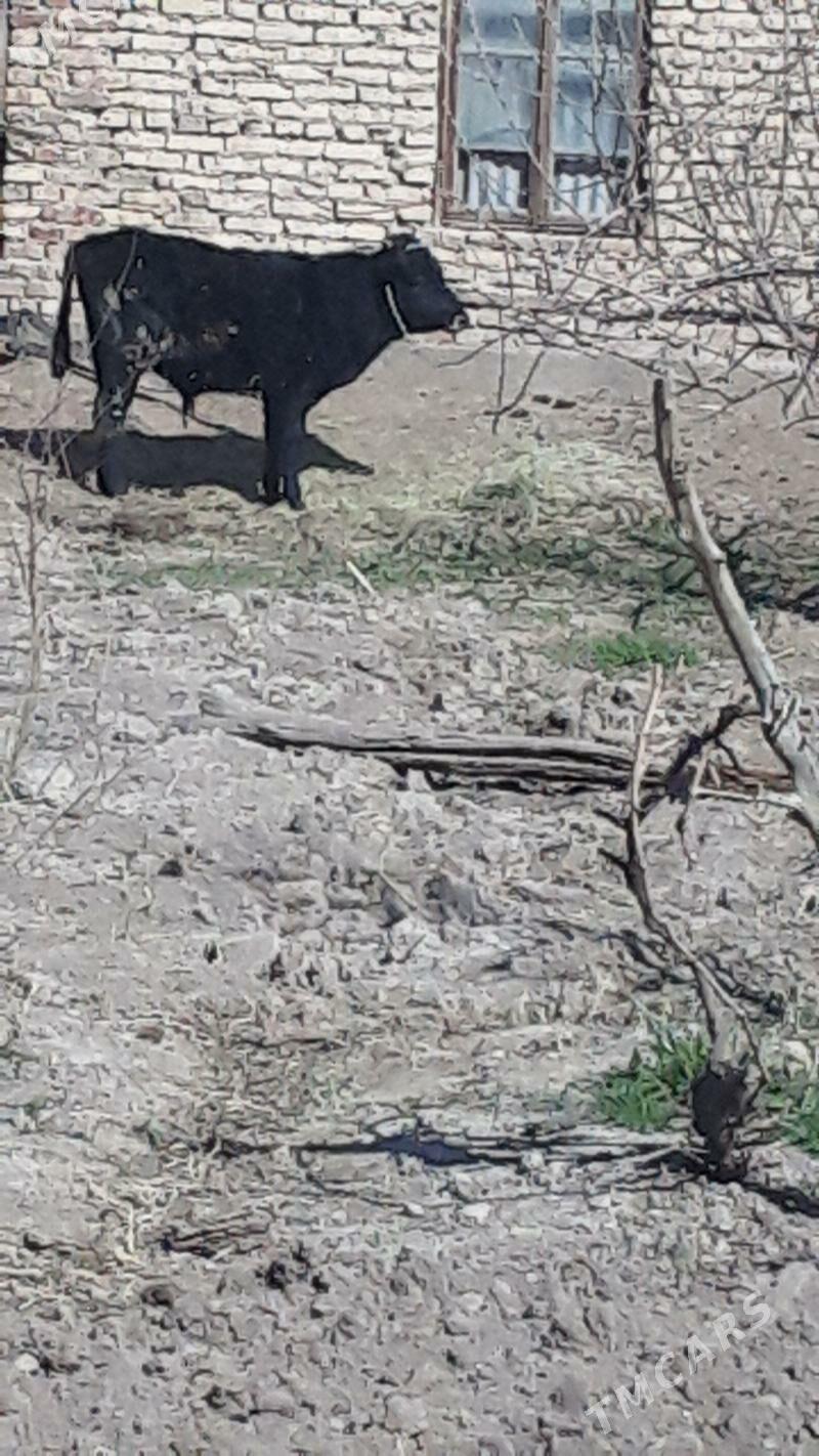 okuz - Гарабекевюл - img 1