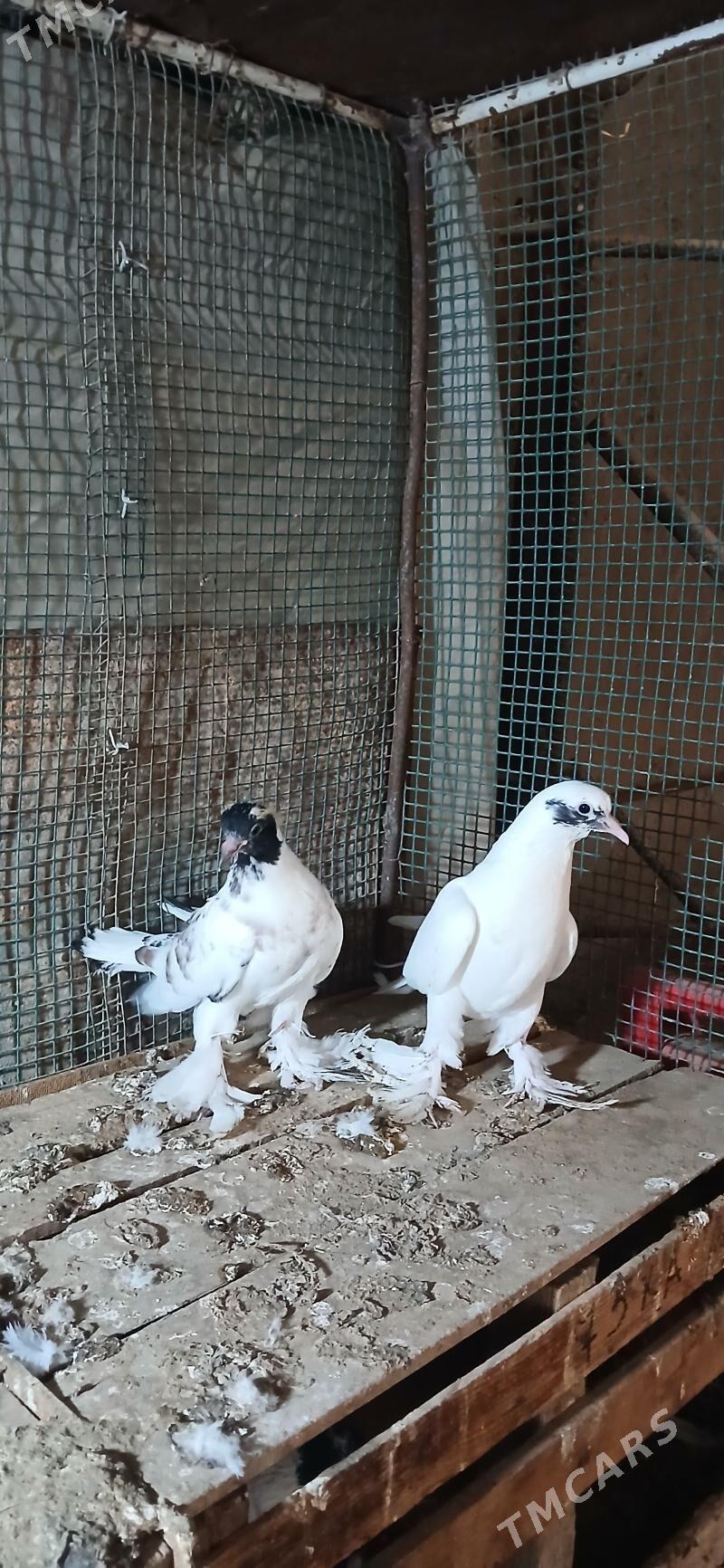 kepderi - Сакарчага - img 1