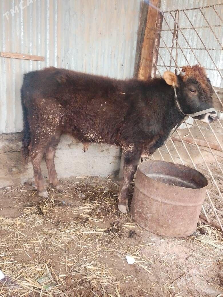 okuz - Bereket - img 1