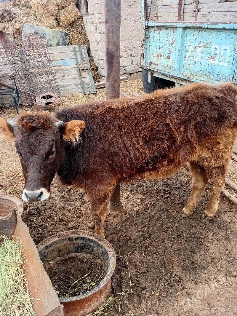 Tuwe. - Aşgabat - img 1