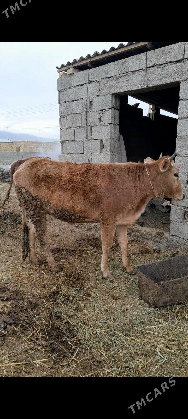 tuwe - Бахарден - img 1