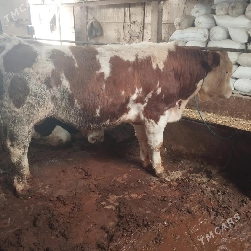 Okuz - Türkmenabat - img 1