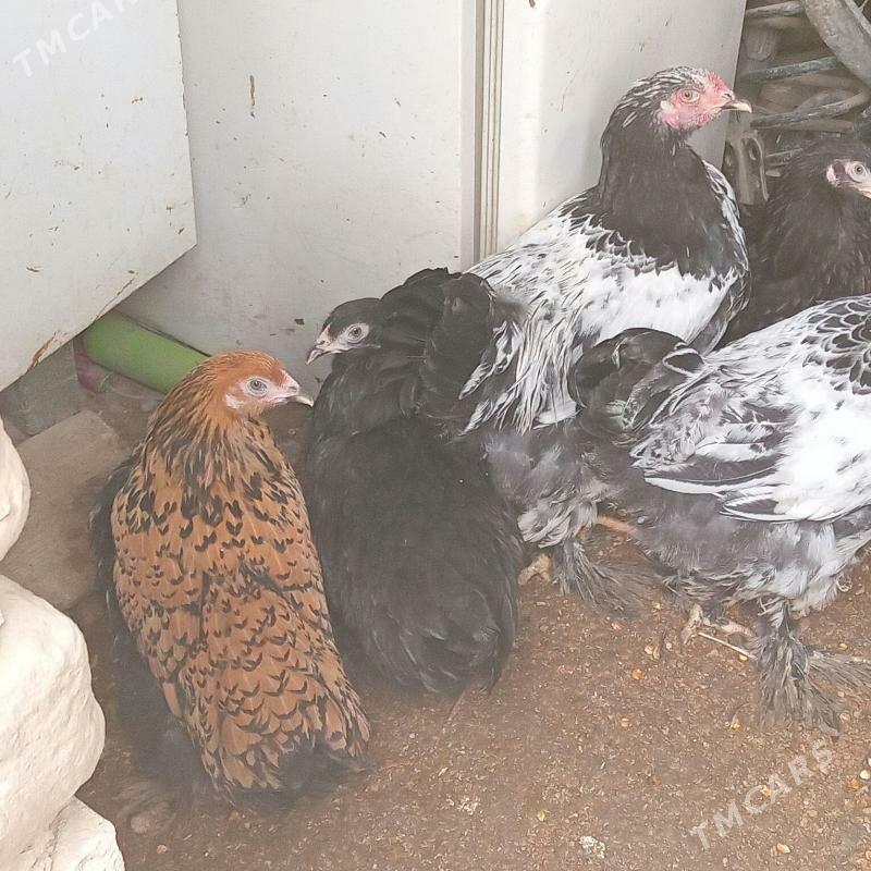 brama - Гызыларбат - img 1