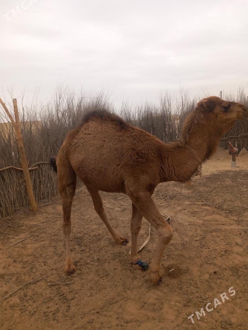 owşuk - Бабадайхан - img 1