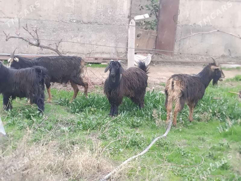 geci - Gökdepe - img 1