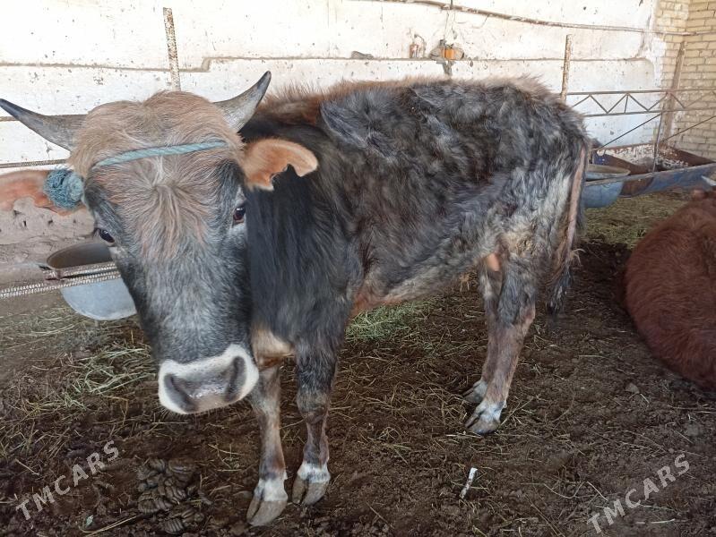 okuz - Sakar - img 1