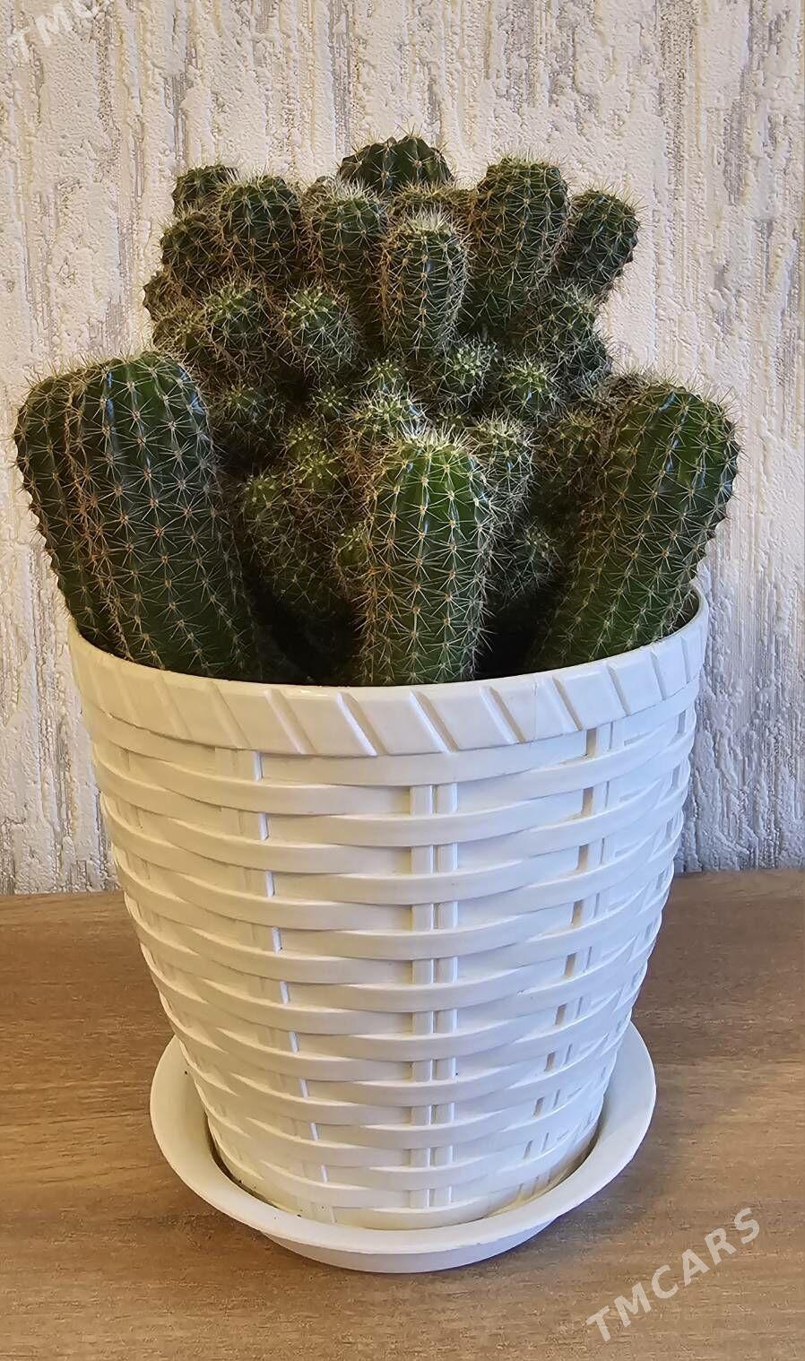 Кактус в красивом белом горшке - Aşgabat - img 1