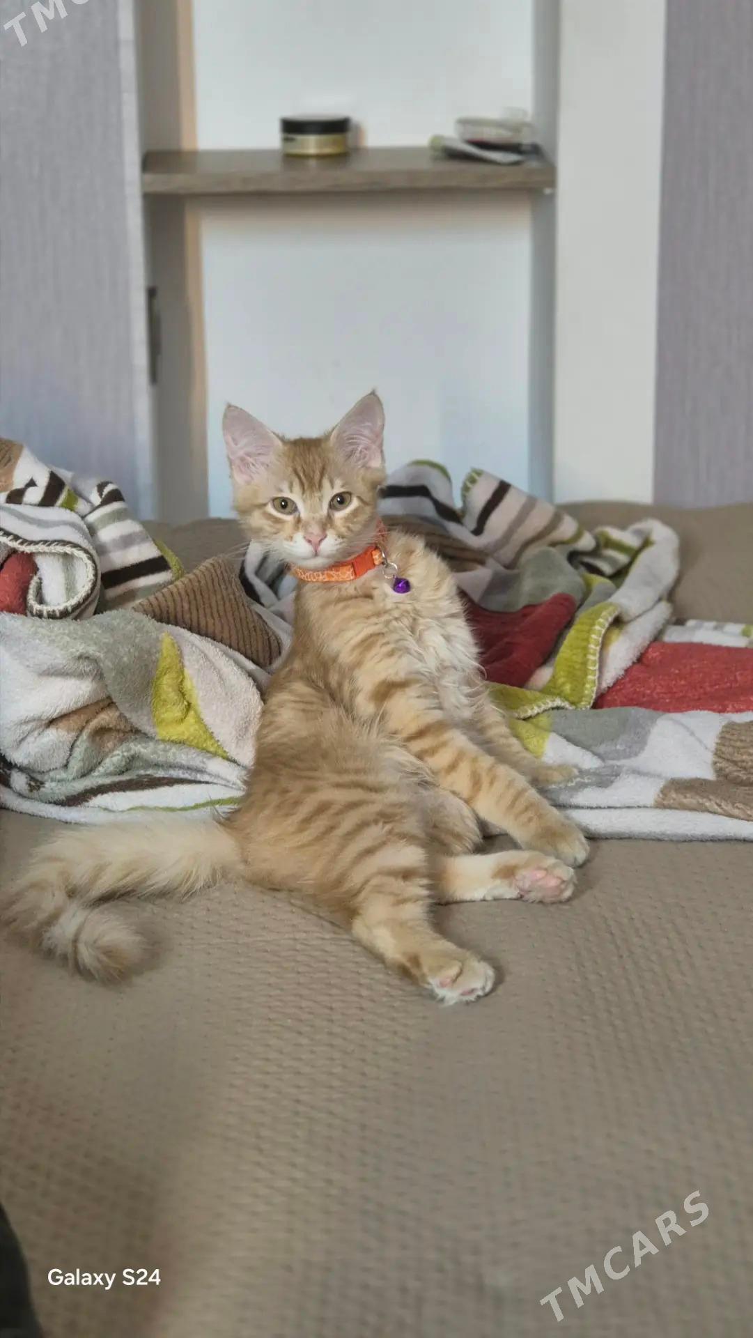 Котенок - 30 mkr - img 1