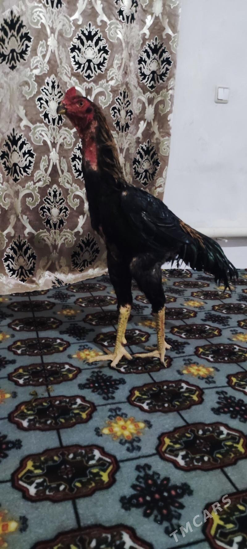 Horaz - Daşoguz - img 1