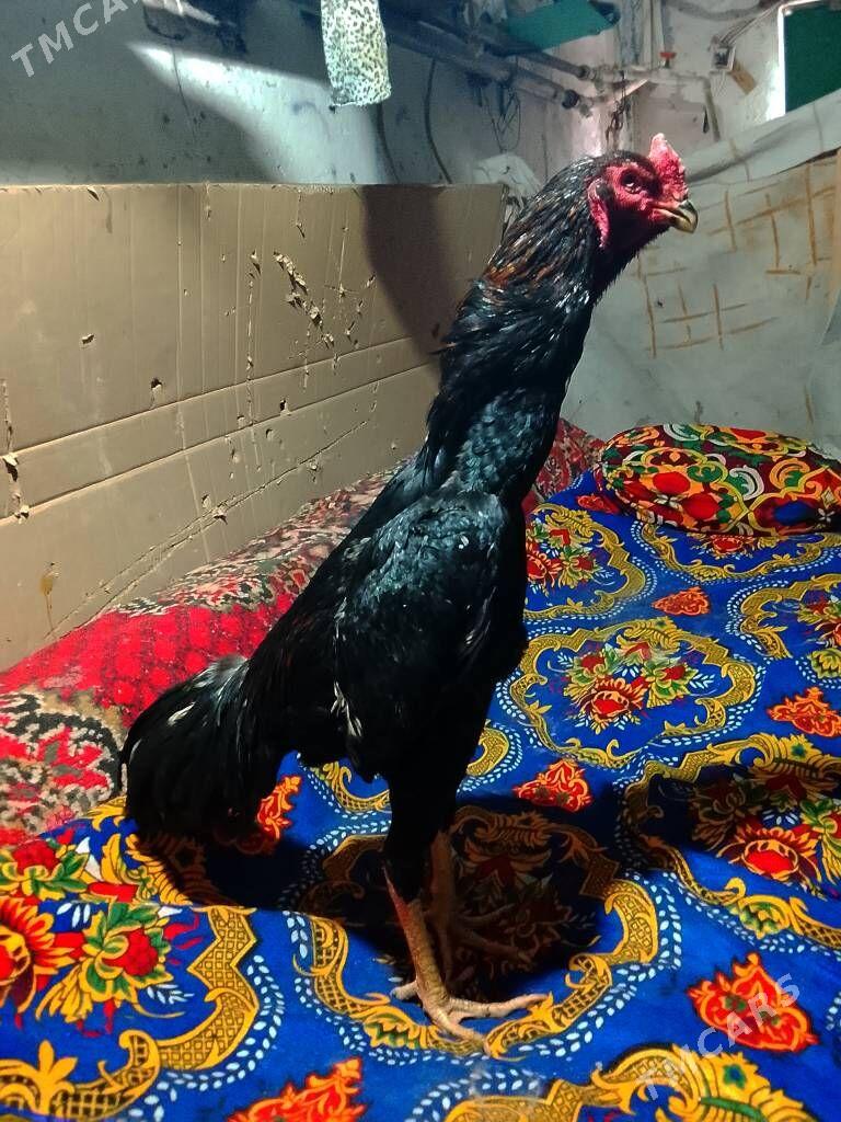 O Shamo - Daşoguz - img 1