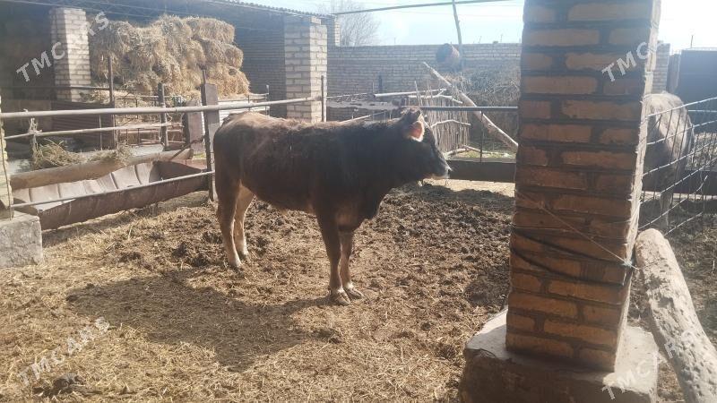 gunajyn - Ходжамбаз - img 1