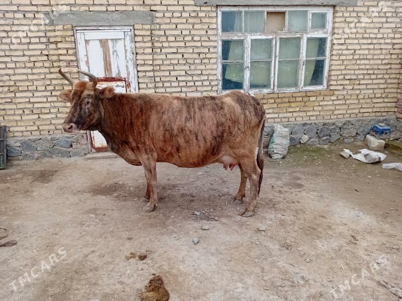 Goleli sygyr - Bereket - img 1