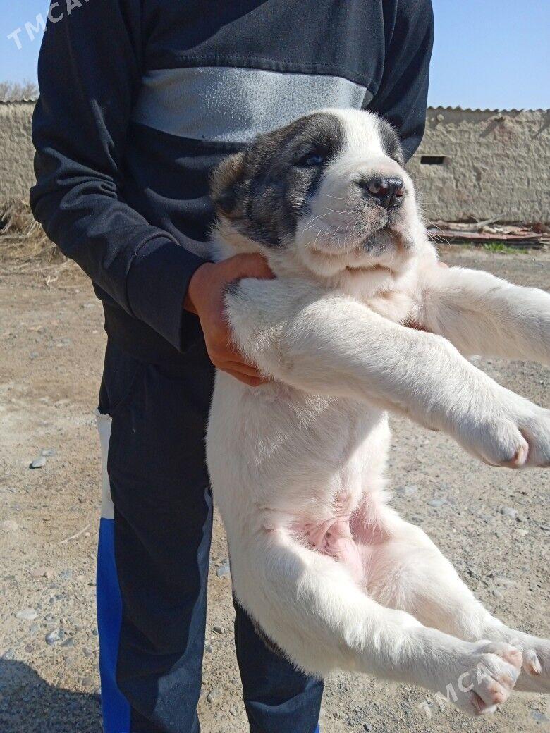 alabaý - Теджен - img 1