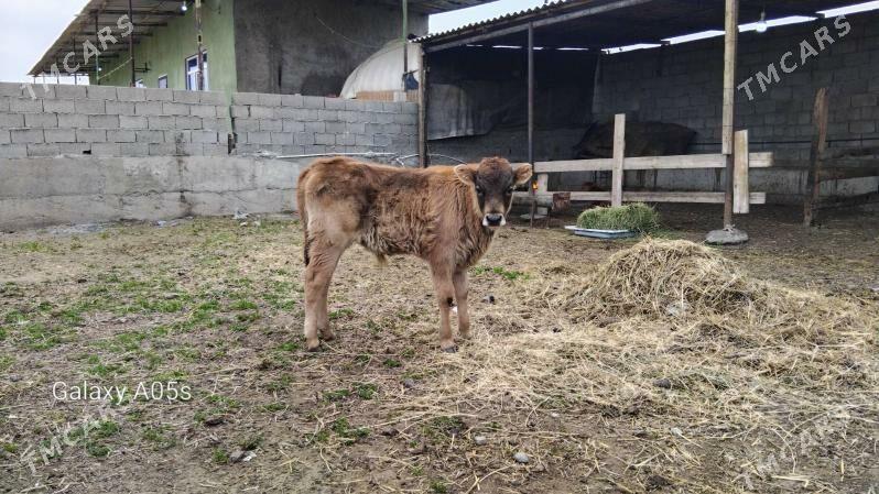 ökùzçe - Багир - img 1