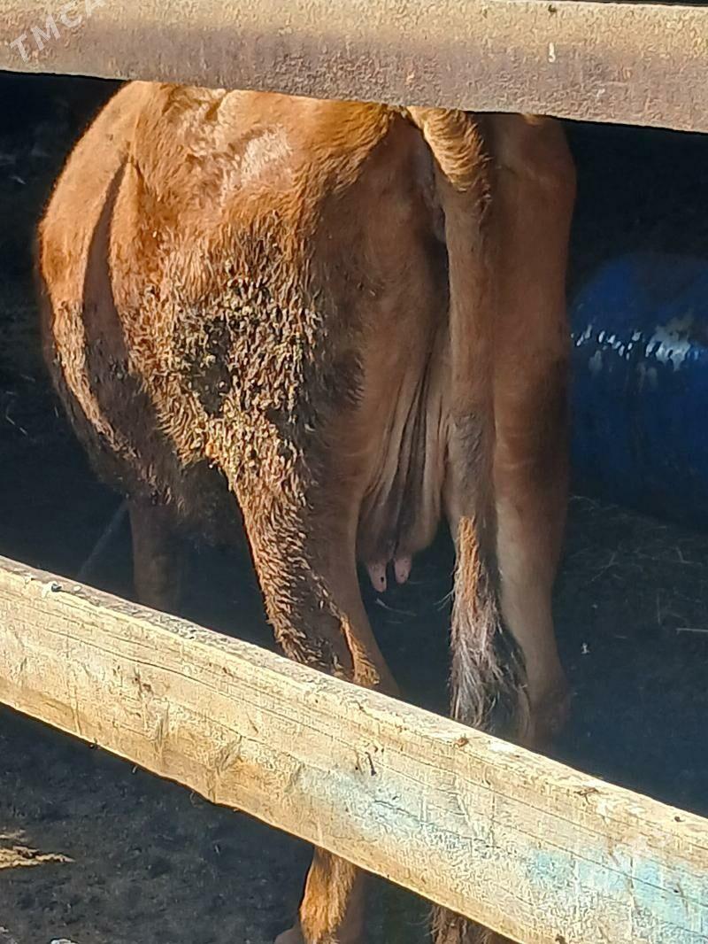 Sygyr bakylan - Векильбазар - img 1