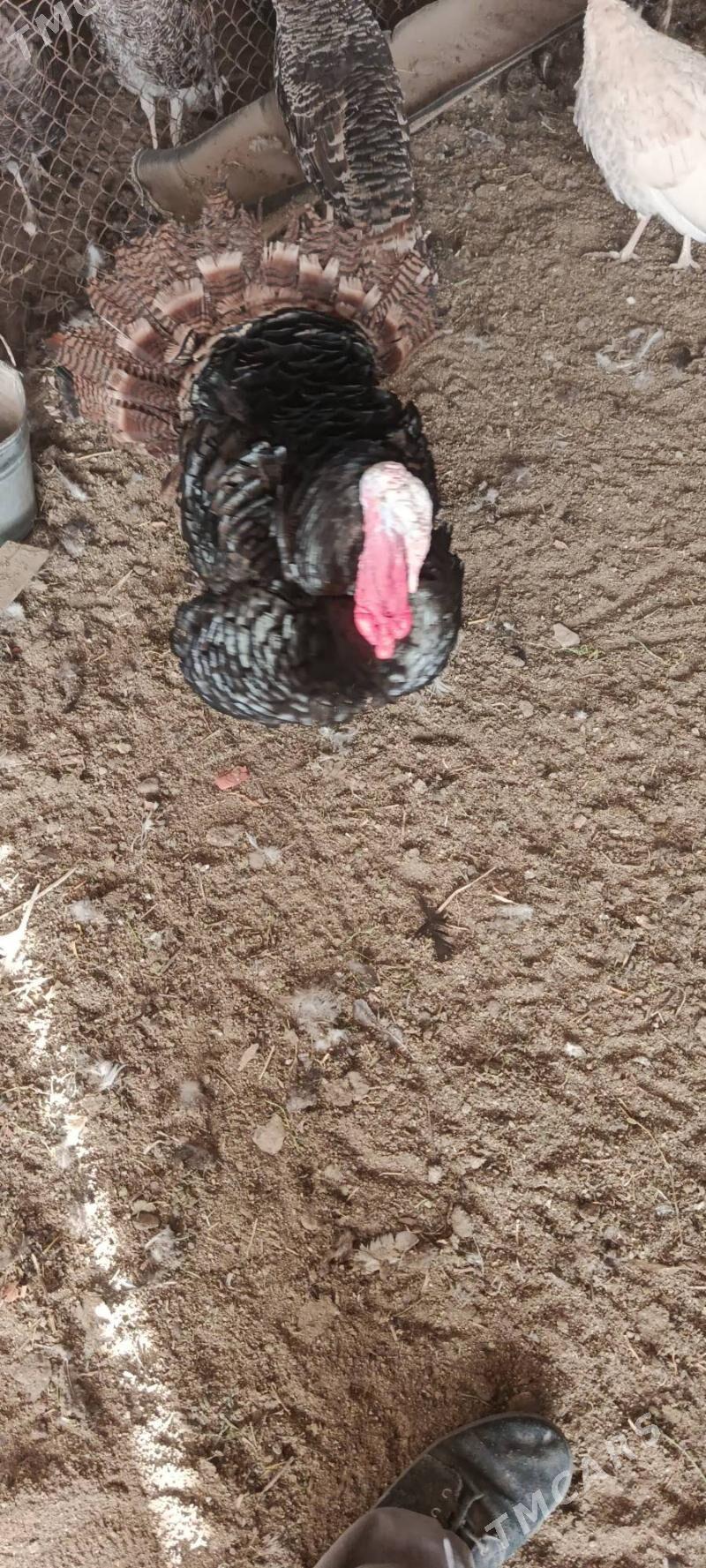 Induk bakylan - Mary - img 1