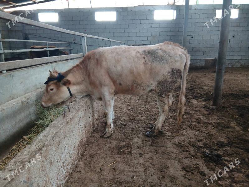 arassa swet tohum tuwe - Гарадамак - img 1