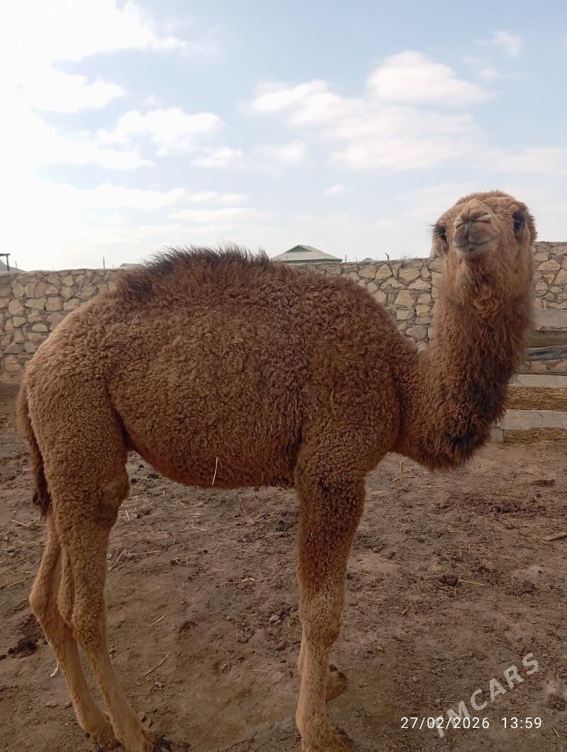 Ogşuk - Эсенгулы - img 1