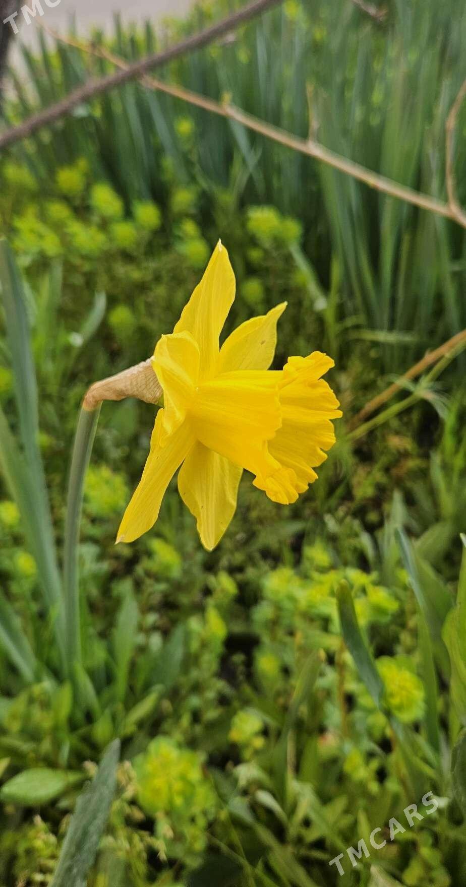 Нарциссы/ Narsis - Çoganly - img 1