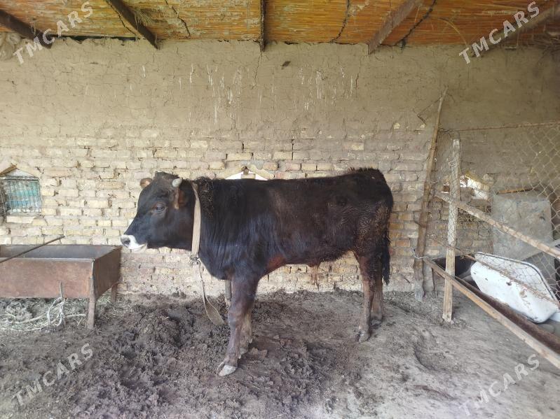 ökiz - Mary - img 1