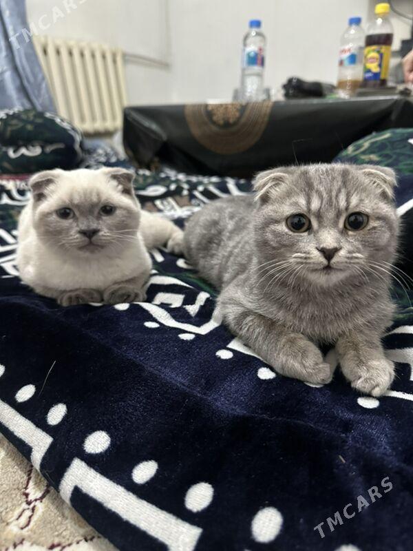 sotland pisik  вислоухая кошка - Aşgabat - img 1