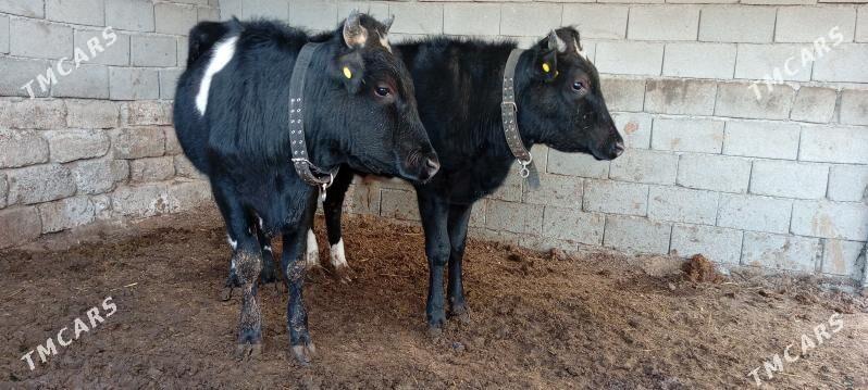 Öküz - Aşgabat - img 1