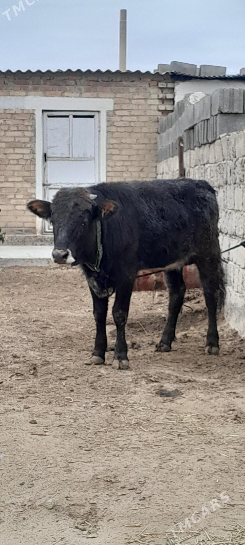 okuz - Bäherden - img 1