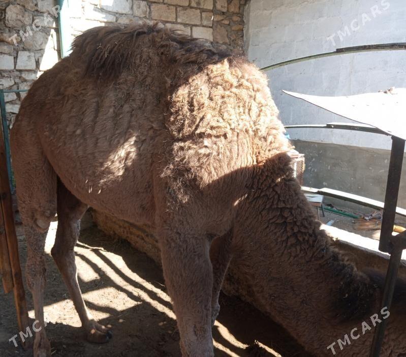 ogsuk - Балканабат - img 1