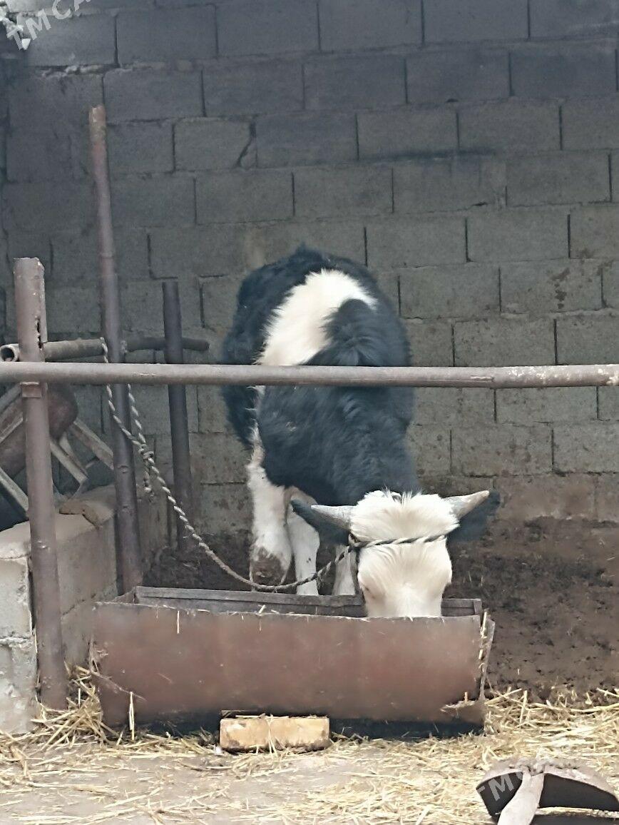 okuz - Ашхабад - img 1