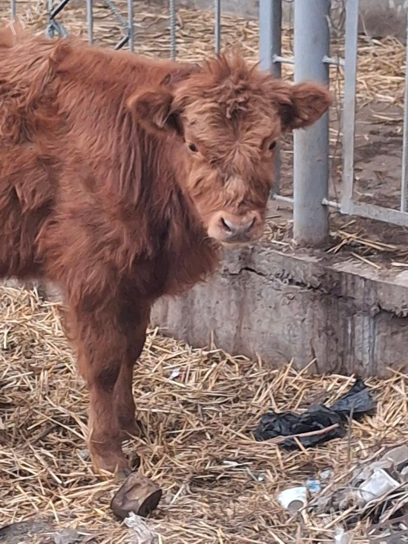 okuz - Çärjew - img 1