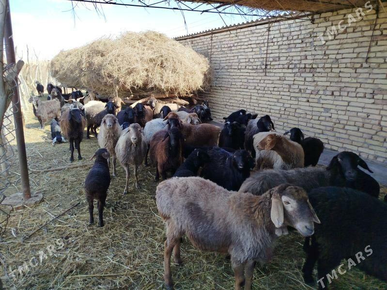 Goyun - Ходжамбаз - img 1