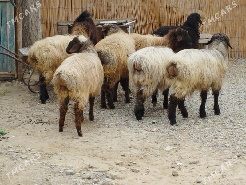 Issek - Änew - img 1