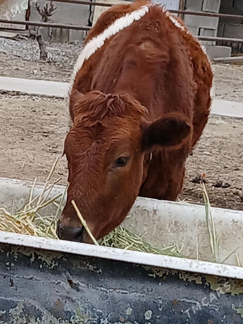 tuwe - Gökje - img 1